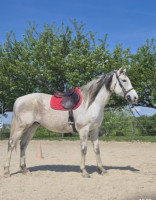 Vente de cheval : Al Basir